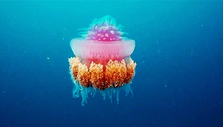 Анимация Большая медуза плавает в море