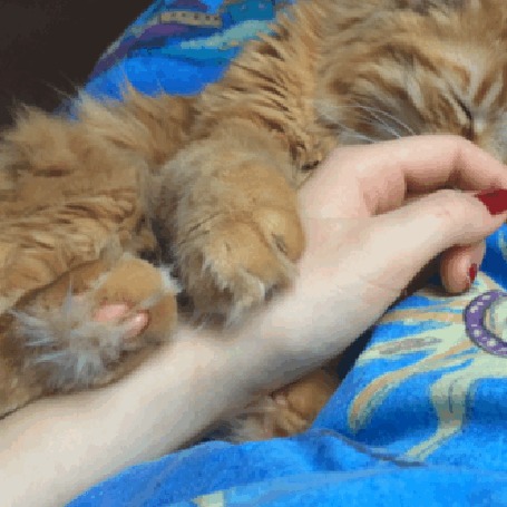Анимация Котенок обнимает руку хозяйки