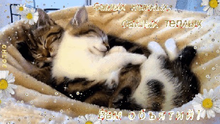 Анимация Две кошки лежат, обнявшись, в мягкой велюровой корзинке, ромашки по бокам (Самых нежных, самых теплых Вам объятий!)