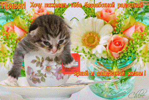 Анимация Маленький котик в чашке среди переливающихся цветов (Привет! Хочу пожелать тебе беззаботной радостной яркой и сладостной жизни!), гифка Маленький котик в чашке среди переливающихся цветов (Привет! Хочу пожелать тебе беззаботной радостной яркой и сладостной жизни!)