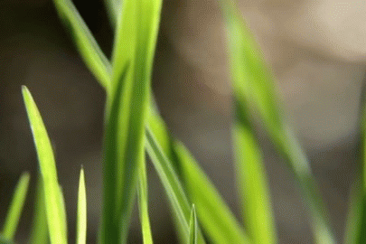 Анимация Зеленая трава и весенние крокусы, гифка