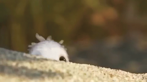 Анимация Выглядывающий птенец, мультик PiPer - So Cute Bird, гифка Выглядывающий птенец, мультик PiPer - So Cute Bird