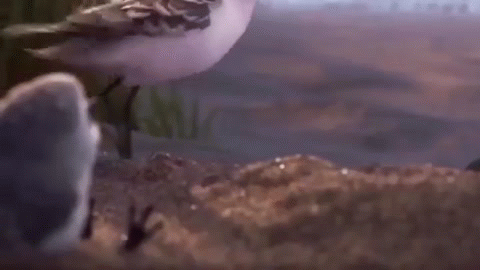 Анимация Птенец наблюдает за летящей мамой-птицей, мультик PiPer - So Cute Bird, гифка Птенец наблюдает за летящей мамой-птицей, мультик PiPer - So Cute Bird