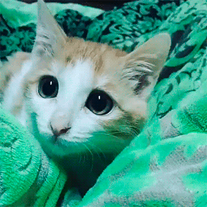 Анимация Очароватльный котик с огромными глазами прижимает ушки, гифка Очароватльный котик с огромными глазами прижимает ушки