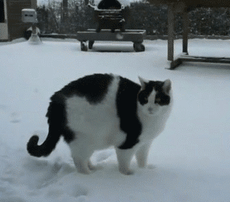 Гиф анимация Кошка радуется выпавшему снегу