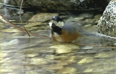 Анимация Птица плещется в воде, гифка Птица плещется в воде