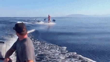 Анимация Мужчина на водных лыжах несется по воде, рядом с ним соревнуется стайка дельфинов