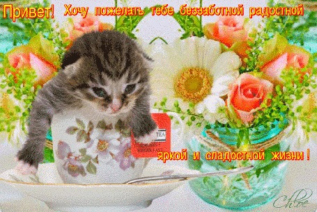 Анимация Маленький котик в чашке среди переливающихся цветов (Привет! Хочу пожелать тебе беззаботной радостной яркой и сладостной жизни!)