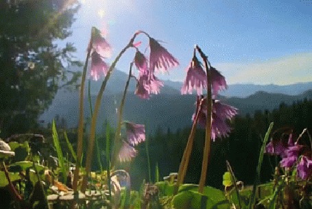 Анимация Весенние цветы освещает солнце