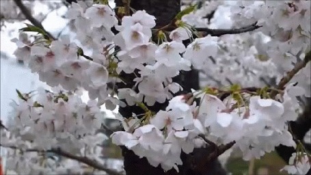 Анимация Весеннее цветущее дерево вишни