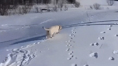 Анимация Пес катается на снегу, скатываясь с горки