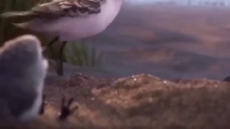 Анимация Птенец наблюдает за летящей мамой-птицей, мультик PiPer - So Cute Bird