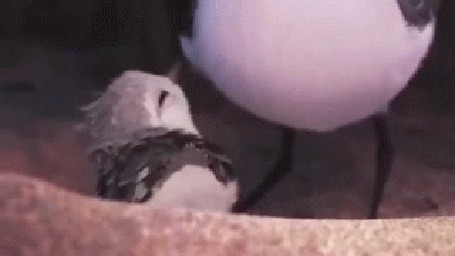 Анимация Птенец прячется, а мама его выталкивает от себя, мультик PiPer - So Cute Bird