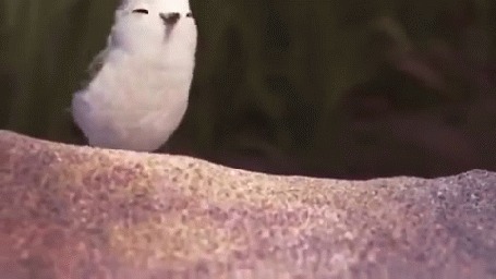 Анимация Прыгающий птенец, мультик PiPer - So Cute Bird