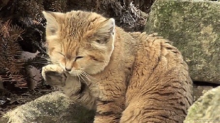 Анимация Кот сидит на камнях и умывается