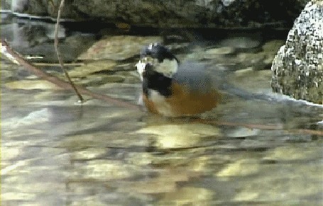Анимация Птица плещется в воде