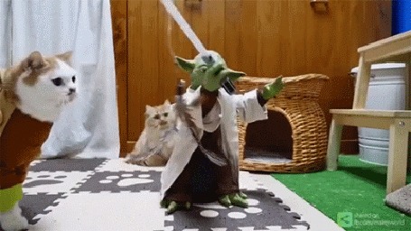 Анимация Мастер Yoda / Йода из фантастической киносаги Звездные войны обучает кошек - джидаев (Мощнее вы станете, если поймать перо вы можете)