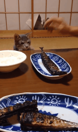 Анимация Кот упорно пытается стащить жареную рыбу с тарелки, гифка Кот упорно пытается стащить жареную рыбу с тарелки