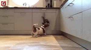 Анимация Собака несет лист с надписью happy weekend / счастливых выходных, гифка Собака несет лист с надписью happy weekend / счастливых выходных