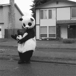 Анимация Танцующая панда с игрушечной пандой, гифка Танцующая панда с игрушечной пандой