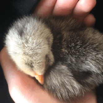 Анимация В руке маленький цыпленок, гифка В руке маленький цыпленок