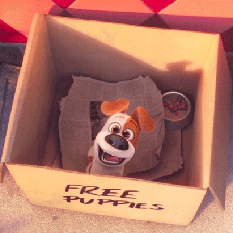 Анимация Щенок из мультфильма Тайная жизнь домашних животных / The Secret Life of Pets сидит в коробке (FREE PUPPIES)