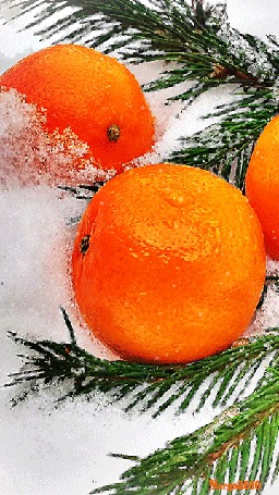 Анимация Апельсины и елочные ветки на снегу