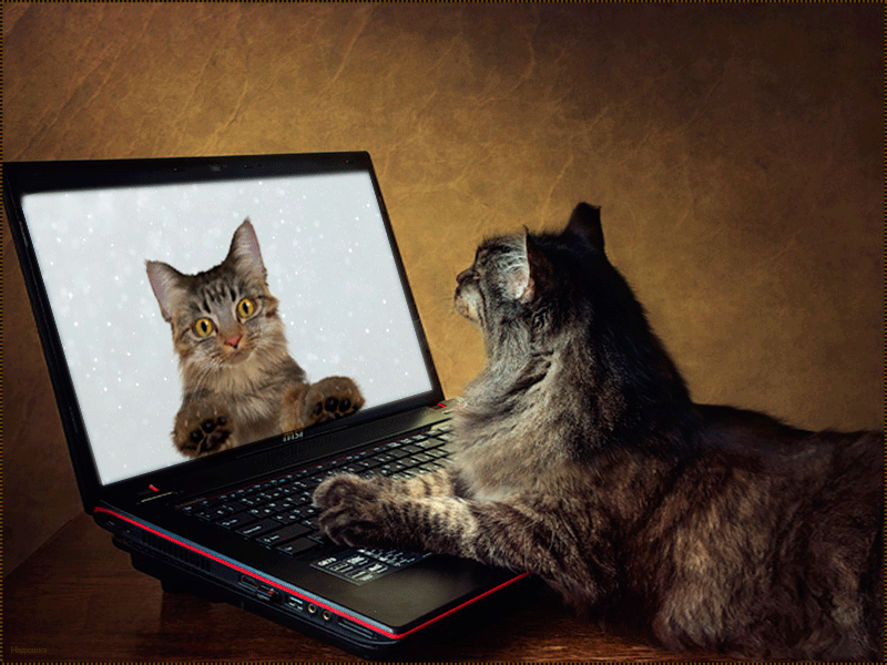 Смотрят кошки на экране. Кот с ноутбуком. Коты и компьютеры. Котик с компьютером. Котенок с компьютером.