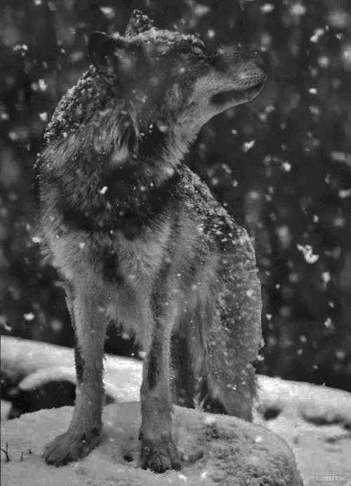 Анимация Волк стоит под падающим снегом, гифка Волк стоит под падающим снегом