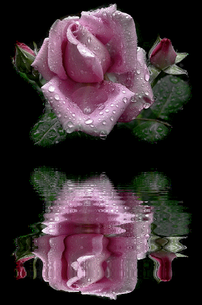 Анимация Розовая роза с капельками на темном фоне отражается в воде, гифка Розовая роза с капельками на темном фоне отражается в воде