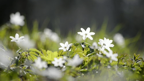 Анимация Белые цветы покачиваются от ветра на размытом фоне природы, гифка