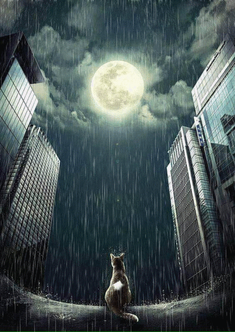 Анимация Кошка сидит под дождем на дороге и смотрит на полную луну, гифка Кошка сидит под дождем на дороге и смотрит на полную луну
