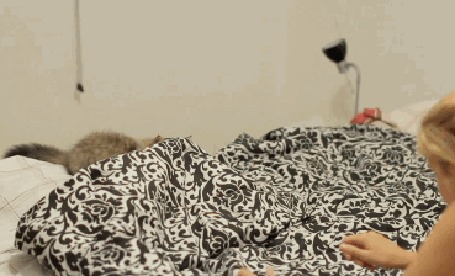Анимация Девушка играет с кошкой