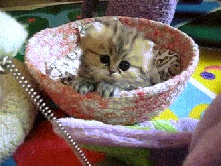 Анимация Котик в корзине