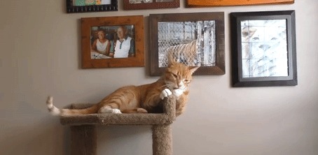 Анимация Рыжий кот играет на полке