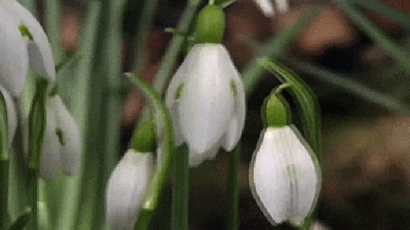 Анимация Белые подснежники колышатся от ветра