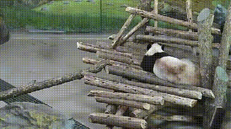 Анимация Белка играет с пандой в пятнашки