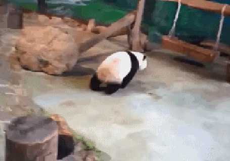 Анимация Панда весело играет в вольере