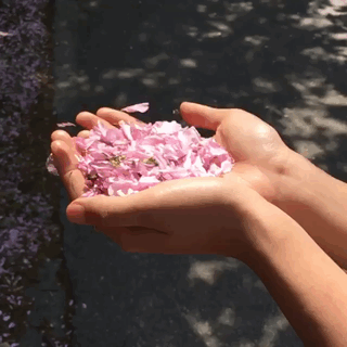 Анимация Ветер сдувает с рук девушки розовые лепестки сакуры, гифка