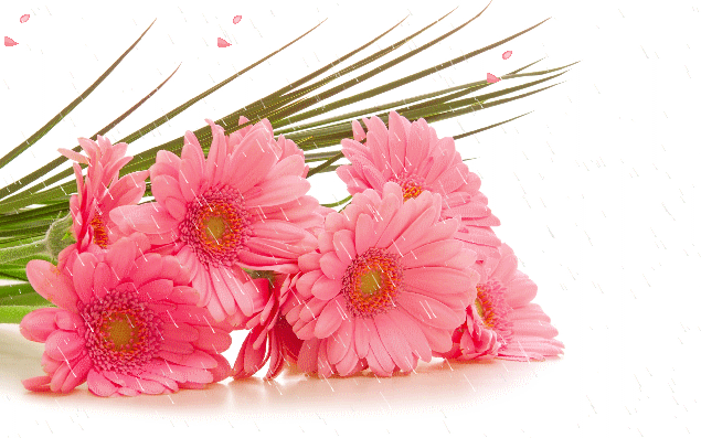 Анимация Розовые хризантемы под дождем, гифка Розовые хризантемы под дождем