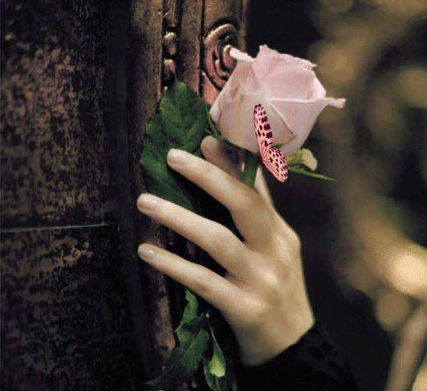 Анимация Нежно-розовая бабочка машет крылышками, сидя на розе в руке девушки, гифка