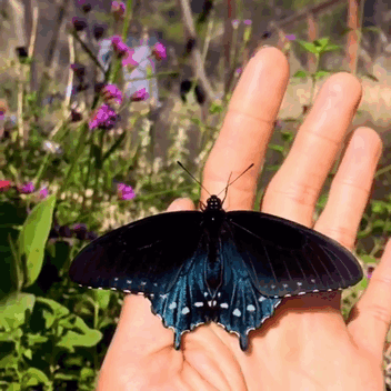 Анимация Черно-голубая бабочка слетает с руки, гифка Черно-голубая бабочка слетает с руки