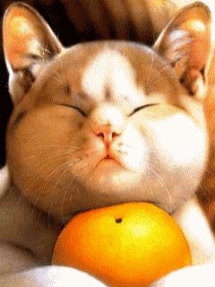 Анимация Говорящий кот с апельсином, гифка Говорящий кот с апельсином