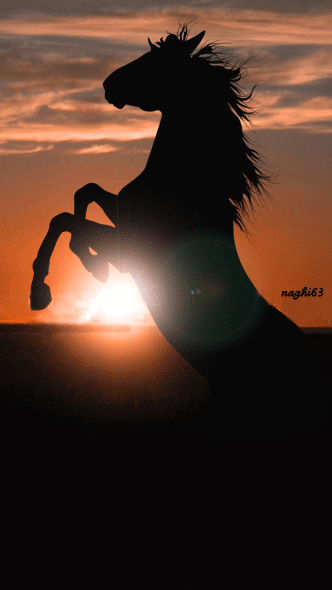 Анимация Силуэт ставшего на дыбы коня с развевающейся гривой в лучах заходящего солнца, by naghi63, гифка Силуэт ставшего на дыбы коня с развевающейся гривой в лучах заходящего солнца, by naghi63