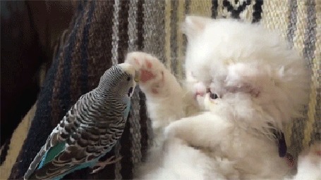 Анимация Попугай чистит лапку котенку