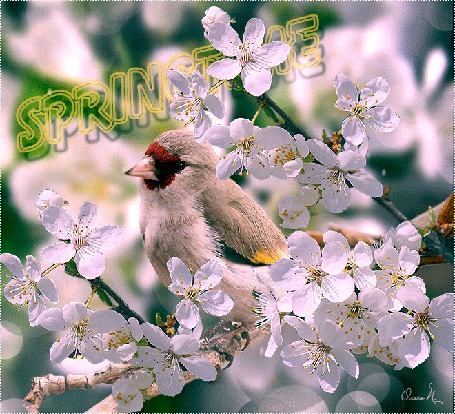 Анимация Птичка на весенней ветке, (Spring / весна), анимация Ольга П