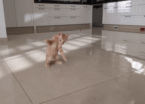 Анимация Котенок играет с мячом, гифка Котенок играет с мячом