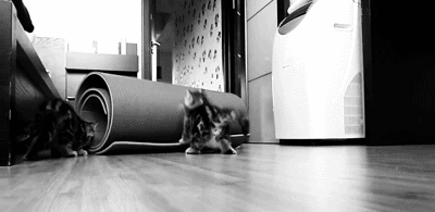 Анимация Кот играется со свернутым ковриком, гифка Кот играется со свернутым ковриком