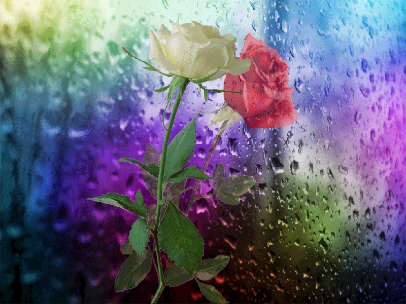 Анимация Две розы за стеклом в каплях дождя, гифка Две розы за стеклом в каплях дождя