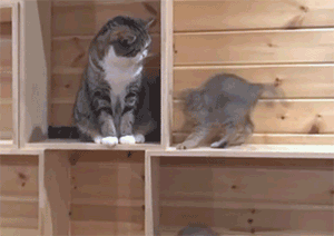 Анимация Кошка смотрит на кружащегося котенка, гифка Кошка смотрит на кружащегося котенка